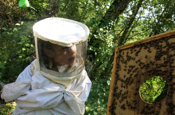 Honey bee adventures
